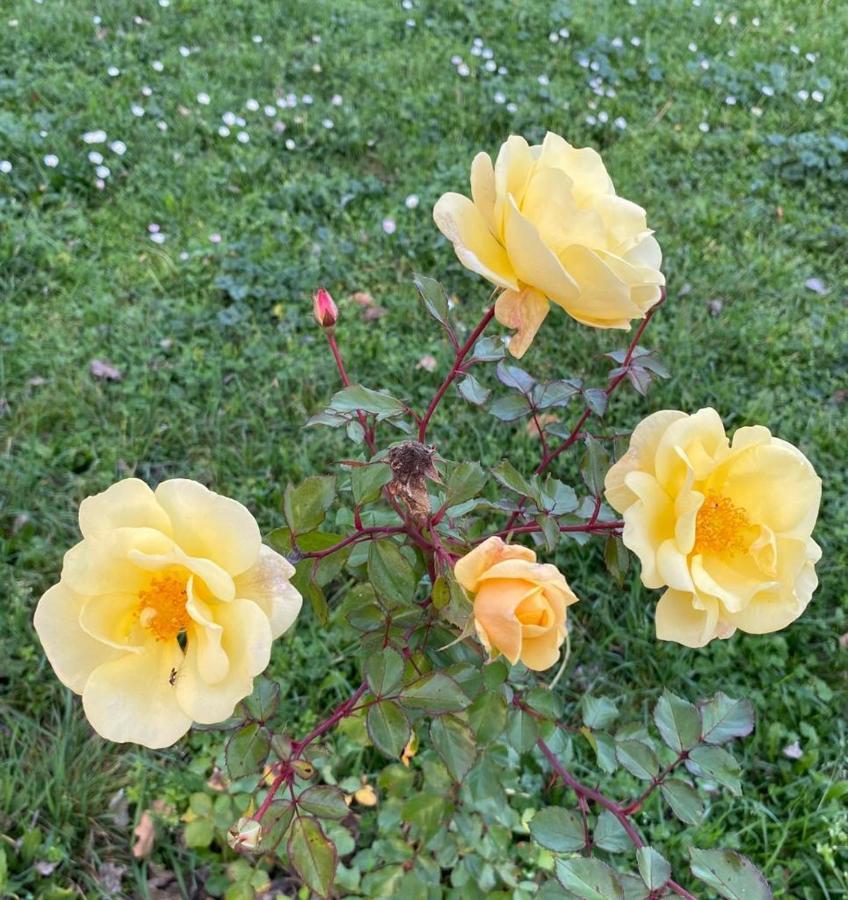 Aparthotel Il Casale Delle Rose Paganico  Zewnętrze zdjęcie